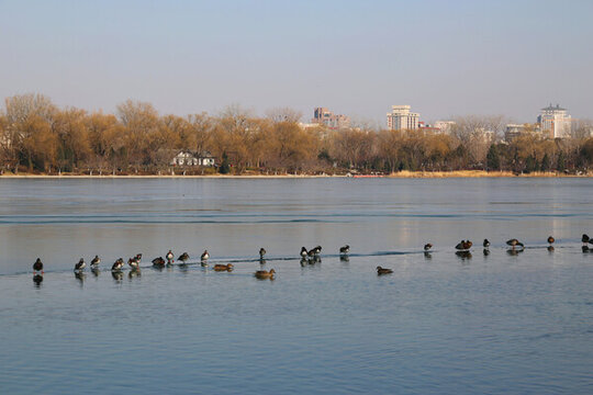 北京玉淵潭公園