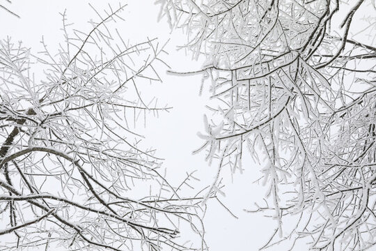 寒林雪景