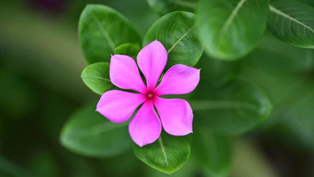 長春花