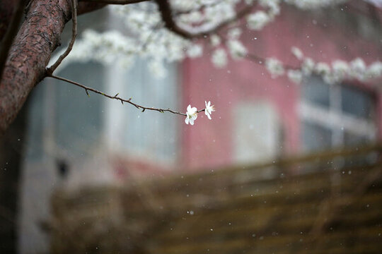 雪中花