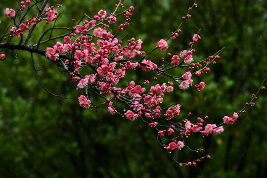 春雨潤(rùn)紅梅