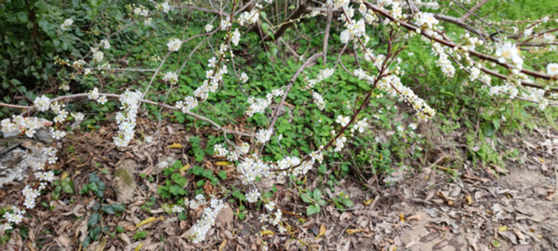 生長(zhǎng)開(kāi)得正好的梅花