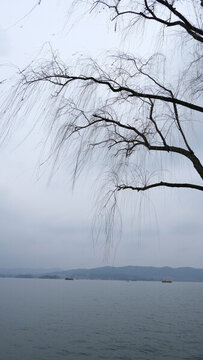 杭州西湖冬季柳樹素材