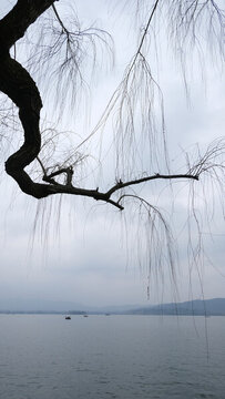 杭州西湖冬季柳樹(shù)素材