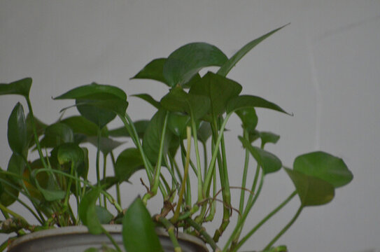 綠蘿葉子