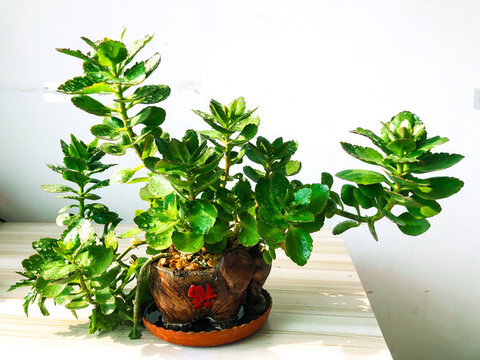 長壽草