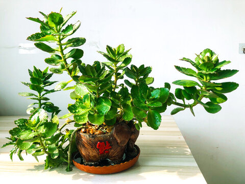 盆景綠色植物