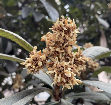 一串枇杷花