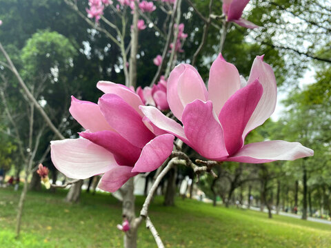 玉蘭花