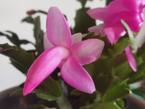 蟹爪蘭花