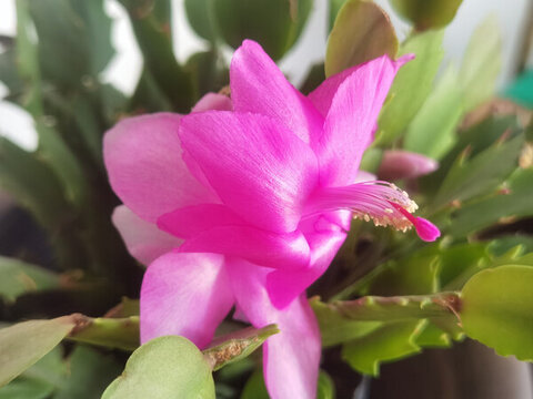蟹爪蘭花