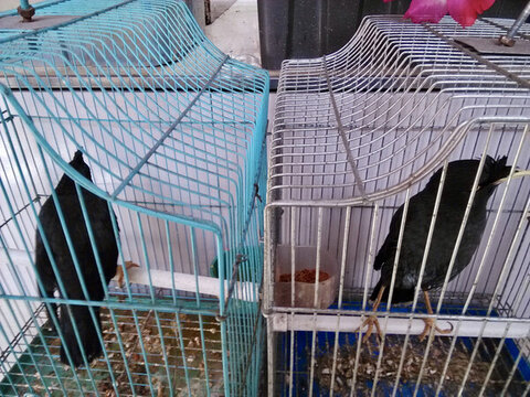 鳥籠里的八哥