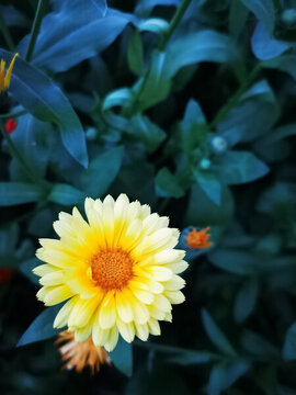 小雛菊