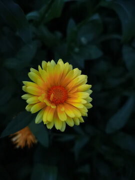 小雛菊