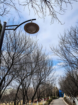 公園冬季樹林