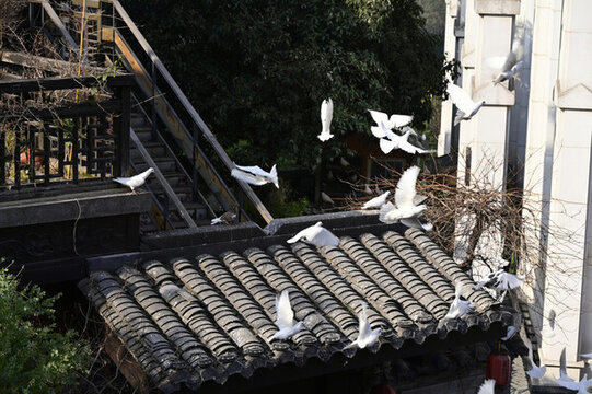 彈子石老街