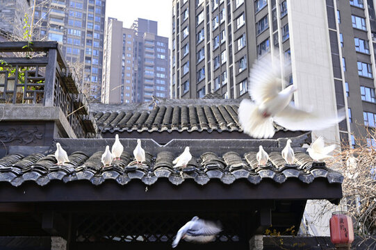 彈子石老街