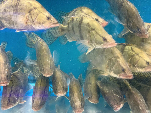 桂魚