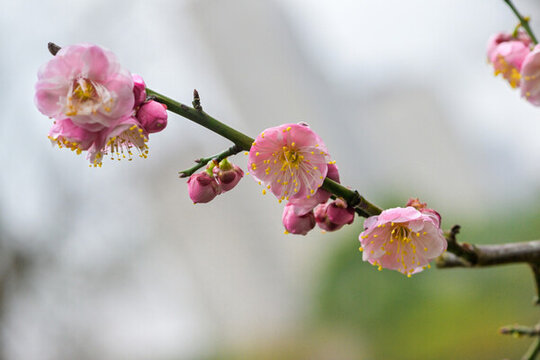 梅花盛開(kāi)