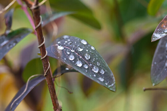 雨后树叶上的水珠