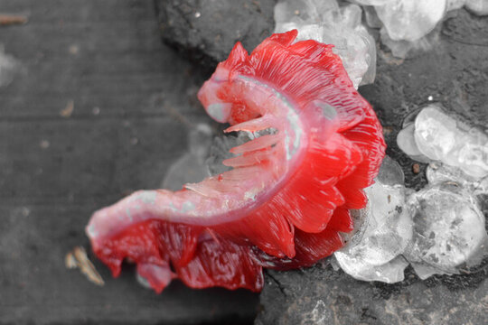 新鮮的紅色魚(yú)鰓
