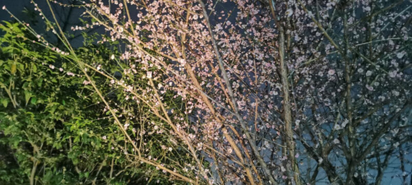 梅花