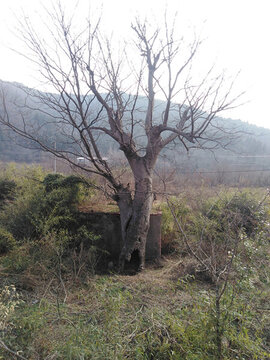 皂角樹