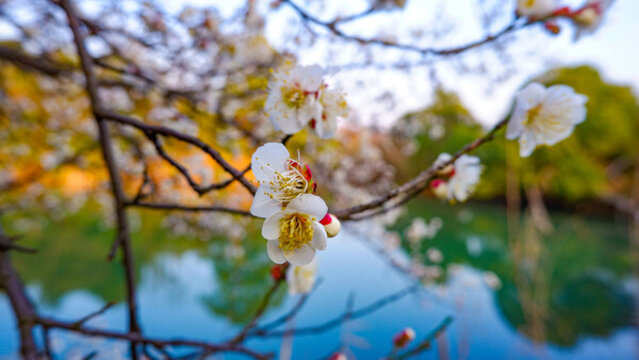 白梅花開