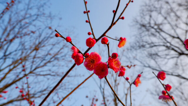 紅梅花兒開(kāi)