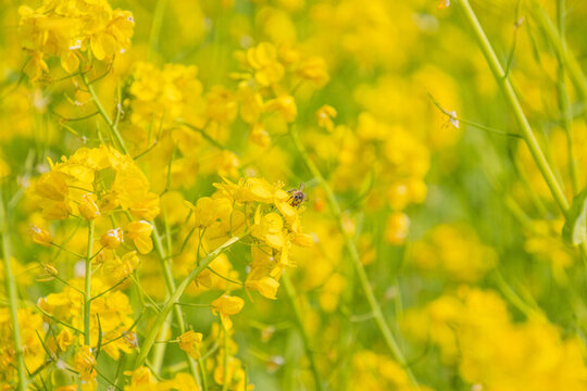 金黃油菜花海
