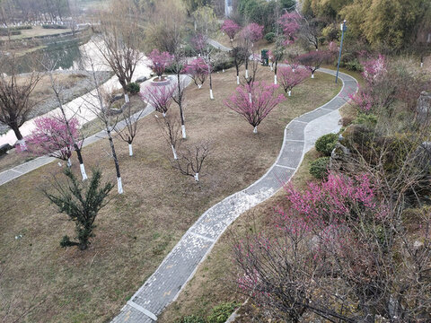 桃花林