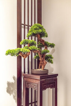 古代羅漢松盆景