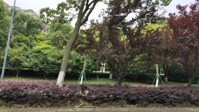 城市綠化