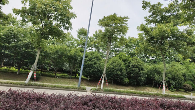 城市綠化