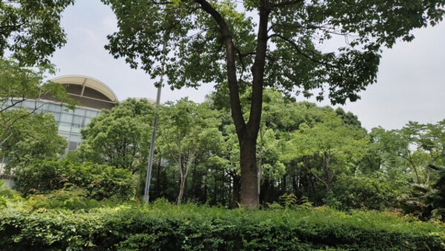 城市綠化