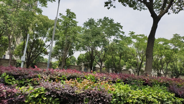 樹叢