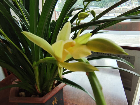 蘭花