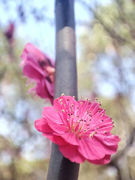 上海世紀(jì)公園梅花