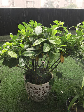 枝子花