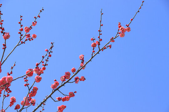 藍(lán)天梅花