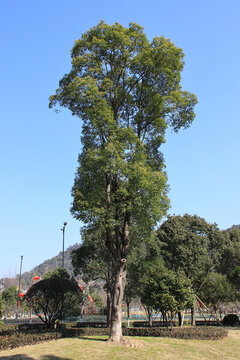 藍(lán)天大樹