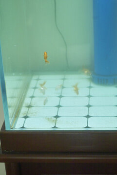 家養(yǎng)金魚