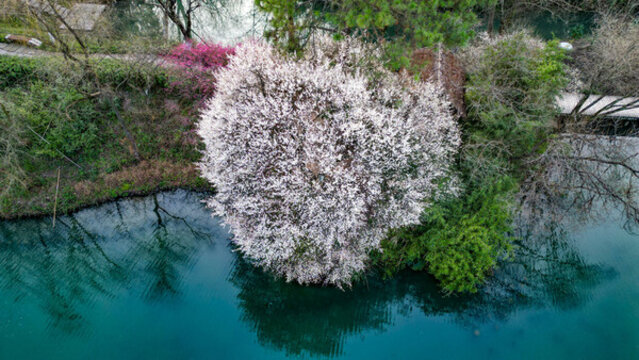 高大的梅花樹