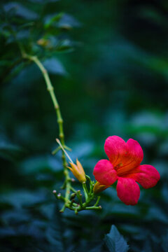 凌霄花