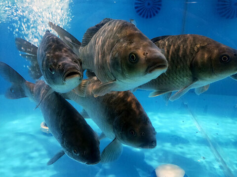胖頭魚