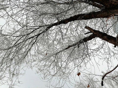 雪壓枝頭