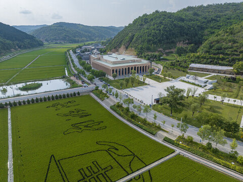 延安南泥灣水稻田