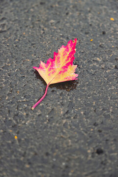 初秋雨后掉落地面的叶子