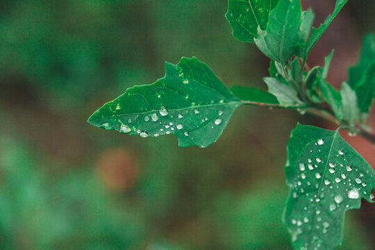 沾满雨水露水的绿叶