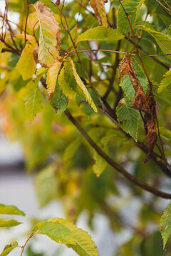 秋天渐黄的叶子挂满雨水